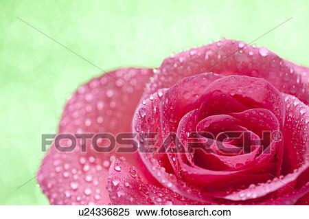 Stock Photography - Waterdrops on Single Red Rose. Fotosearch