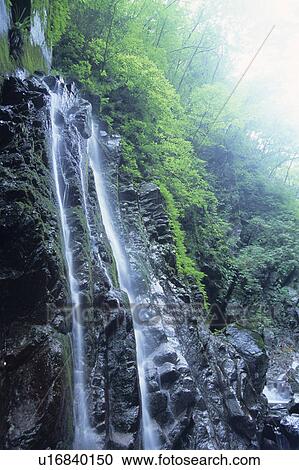 Waterfall at Ogawadani-roka, Kanagawa Prefecture, Honshu, Japan View Large Photo Image Stock Image - Waterfall at Ogawadani-roka, Kanagawa Prefecture, Honshu, Japan. Fotosearch