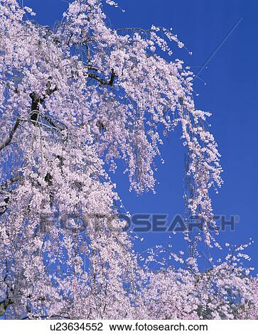 Stock Image - Weeping cherry tree. Fotosearch