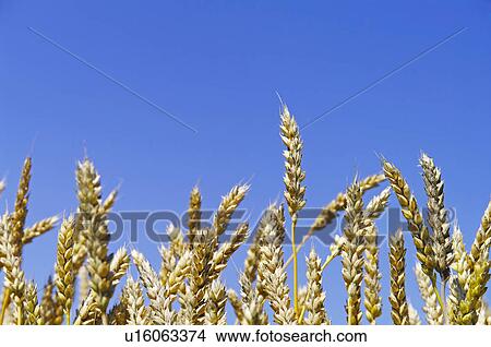 Picture - Wheat Field. Fotosearch