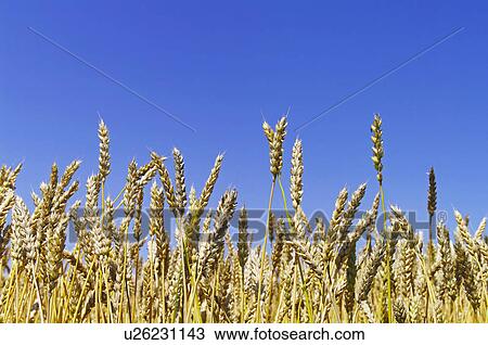 Wheat Field View Large Photo Image Stock Image - Wheat Field. Fotosearch