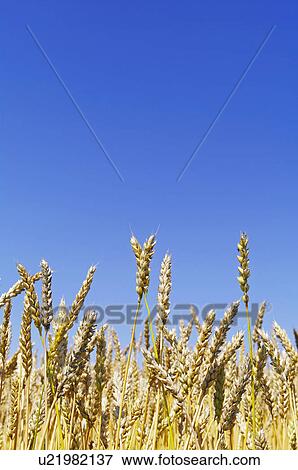Stock Photo - Wheat Field. Fotosearch