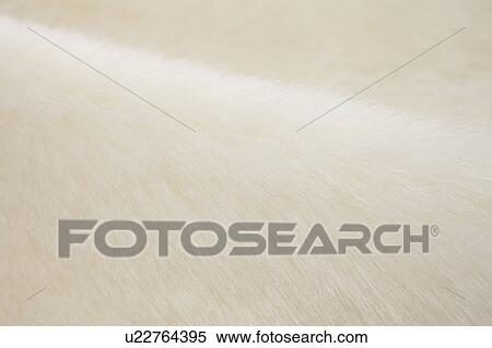 Stock Photography - White Fur. Fotosearch