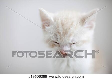 White Kitten Sleeping View Large Photo Image Stock Photo - White Kitten Sleeping. Fotosearch