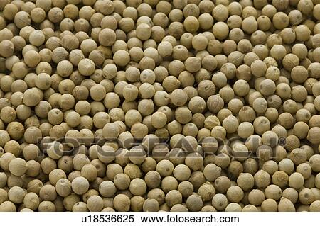 Stock Photography - White peppers. Fotosearch