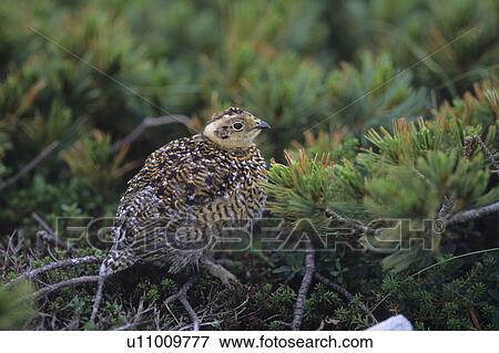 Stock Photo - Young Ptarmigan, Japan. Fotosearch