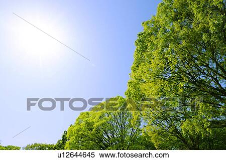 Zelkova Trees View Large Photo Image Stock Photography - Zelkova Trees. Fotosearch