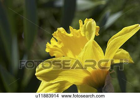 Close Up Of Daffodil Flower View Large Photo Image Picture - Close Up Of Daffodil Flower. Fotosearch