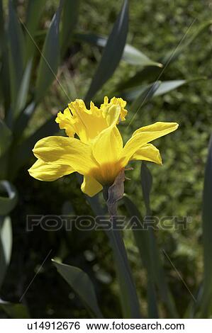 Close Up Of Daffodil Flower View Large Photo Image Stock Photograph - Close Up Of Daffodil Flower. Fotosearch