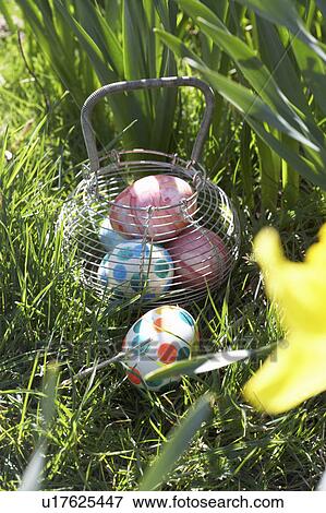 Easter Eggs Hidden For Hunt In Daffodil Field View Large Photo Image Stock Photo - Easter Eggs Hidden For Hunt In Daffodil Field. Fotosearch