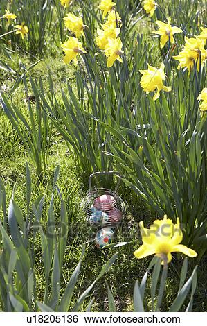 Easter Eggs Hidden For Hunt In Daffodil Field View Large Photo Image Stock Photograph - Easter Eggs Hidden For Hunt In Daffodil Field. Fotosearch