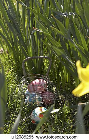 Stock Photography - Easter Eggs Hidden In Daffodils For Egg Hunt. Fotosearch