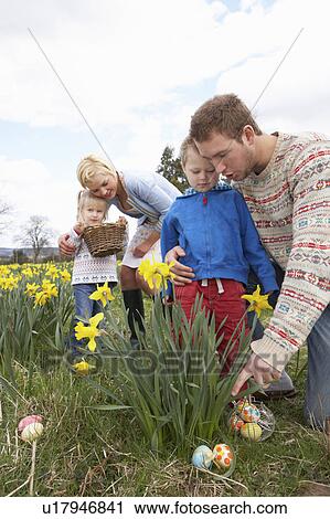 Family On Easter Egg Hunt In Daffodil Field View Large Photo Image Stock Image - Family On Easter Egg Hunt In Daffodil Field. Fotosearch