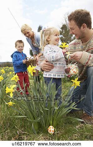Family On Easter Egg Hunt In Daffodil Field View Large Photo Image Stock Photo - Family On Easter Egg Hunt In Daffodil Field. Fotosearch