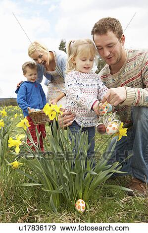 Family On Easter Egg Hunt In Daffodil Field View Large Photo Image Stock Photo - Family On Easter Egg Hunt In Daffodil Field. Fotosearch