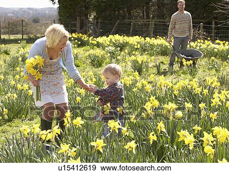 Young Family Walking Amongst Spring Daffodils View Large Photo Image Stock Photo - Young Family Walking Amongst Spring Daffodils. Fotosearch