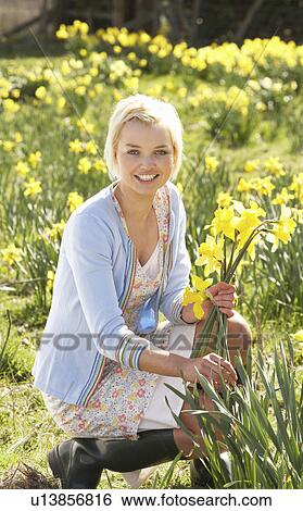 Stock Photograph - Young Woman Picking Spring Daffodils. Fotosearch