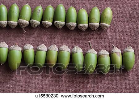 Acorns View Large Photo Image Stock Image - Acorns. Fotosearch