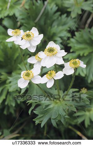 Stock Image - Anemone Narcissiflora. Fotosearch