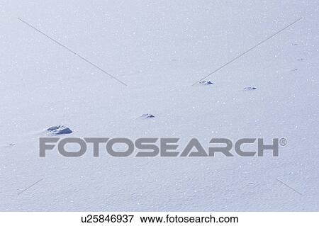 Animal Footprints in Snow View Large Photo Image Stock Photo - Animal Footprints in Snow. Fotosearch