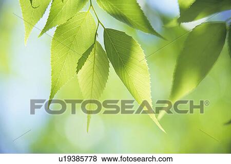 Stock Photo - Aphananthe Leaves. Fotosearch