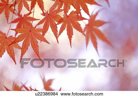 Picture - Autumn Leaves. Fotosearch