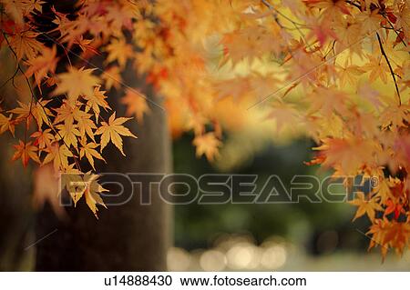 Stock Image - Autumn Leaves. Fotosearch