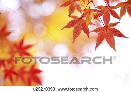 Autumn Leaves View Large Photo Image Stock Image - Autumn Leaves. Fotosearch