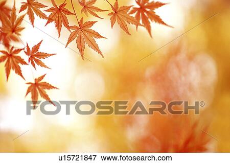 Stock Photo - Autumn Leaves. Fotosearch