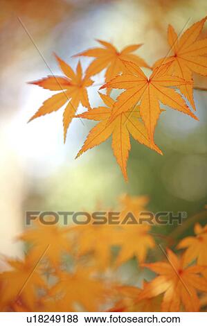 Stock Photo - Autumn Leaves. Fotosearch