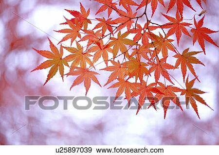 Stock Photo - Autumn Leaves. Fotosearch