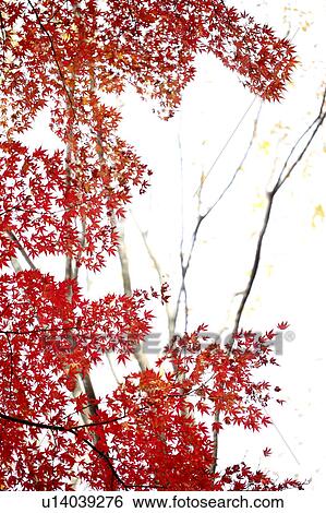 Stock Photograph - Autumn Leaves. Fotosearch