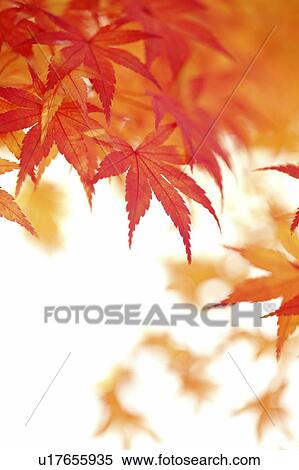 Stock Photography - Autumn Leaves. Fotosearch