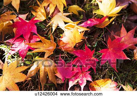 Autumnal Leaves on Ground View Large Photo Image Picture - Autumnal Leaves on Ground. Fotosearch