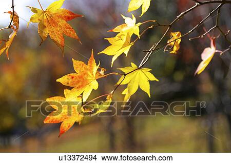 Picture - Autumnal Maple Leaves. Fotosearch