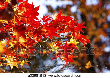 Stock Image - Autumnal Maple Leaves. Fotosearch