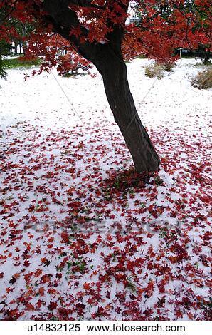 Stock Photography - Autumnal Maple Tree Covered in Snow. Fotosearch