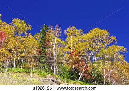 Stock Image - Autumnal Trees. Fotosearch