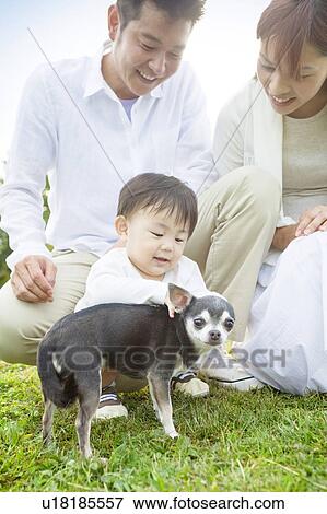 Baby boy petting Chihuahua View Large Photo Image Stock Photo - Baby boy petting Chihuahua. Fotosearch