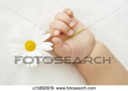Baby holding daisy View Large Photo Image Stock Photo - Baby holding daisy. Fotosearch