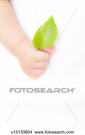 Baby's hand holding a leaf View Large Photo Image Picture - Baby's hand holding a leaf. Fotosearch