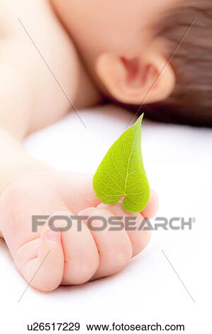Stock Photo - Baby's hand holding a leaf. Fotosearch