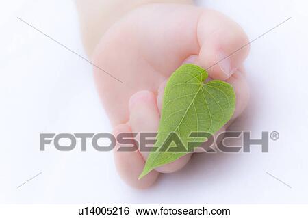 Baby's hand holding a leaf View Large Photo Image Stock Photograph - Baby's hand holding a leaf. Fotosearch