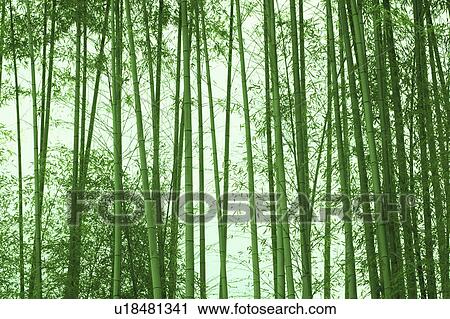 Stock Image - Bamboo Grove. Fotosearch