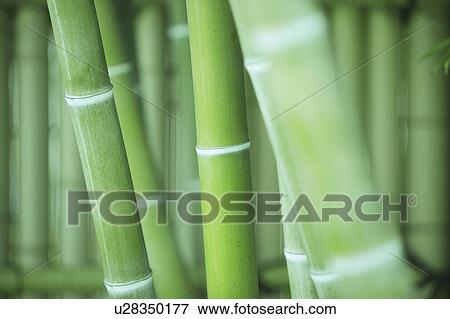 Stock Photo - Bamboo. Fotosearch