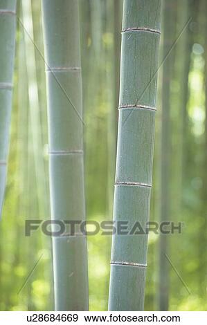 Bamboo View Large Photo Image Stock Photo - Bamboo. Fotosearch