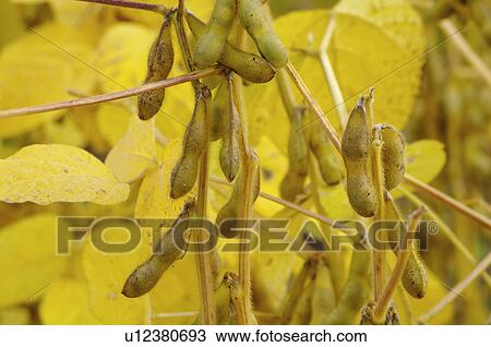 Stock Image - Beans. Fotosearch