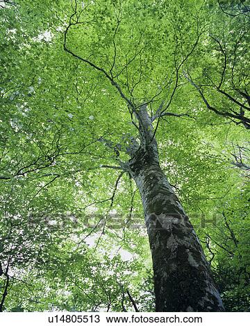 Stock Image - Beech Tree. Fotosearch