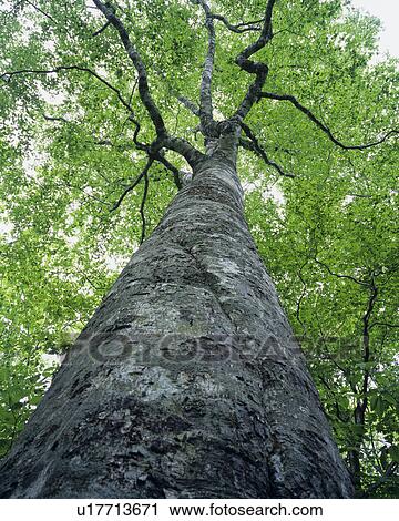 Stock Image - Beech Tree. Fotosearch