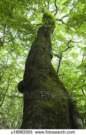 Beech Tree View Large Photo Image Stock Photography - Beech Tree. Fotosearch
